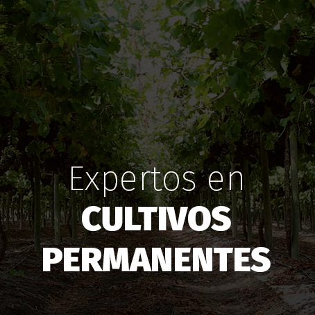 Cultivos Permanentes
